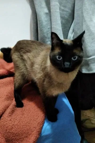 Gato ra a Siamês idade 5 anos nome Lollo