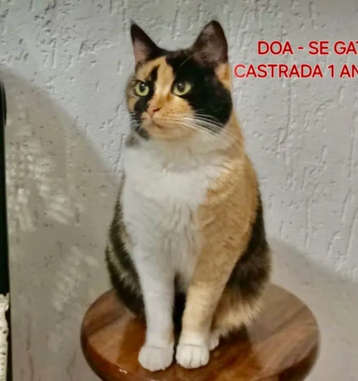 Gato ra a SRD-ViraLata idade 1 ano nome Milla 