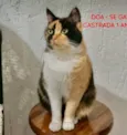 Milla