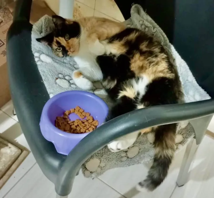 Gato ra a SRD-ViraLata idade 1 ano nome Milla 