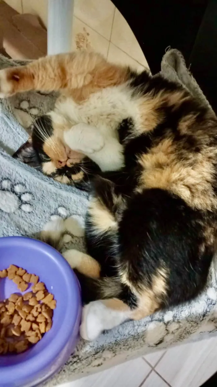 Gato ra a SRD-ViraLata idade 1 ano nome Milla 