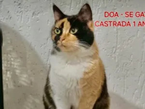 Gato raça SRD-ViraLata idade 1 ano nome Milla 