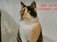Milla