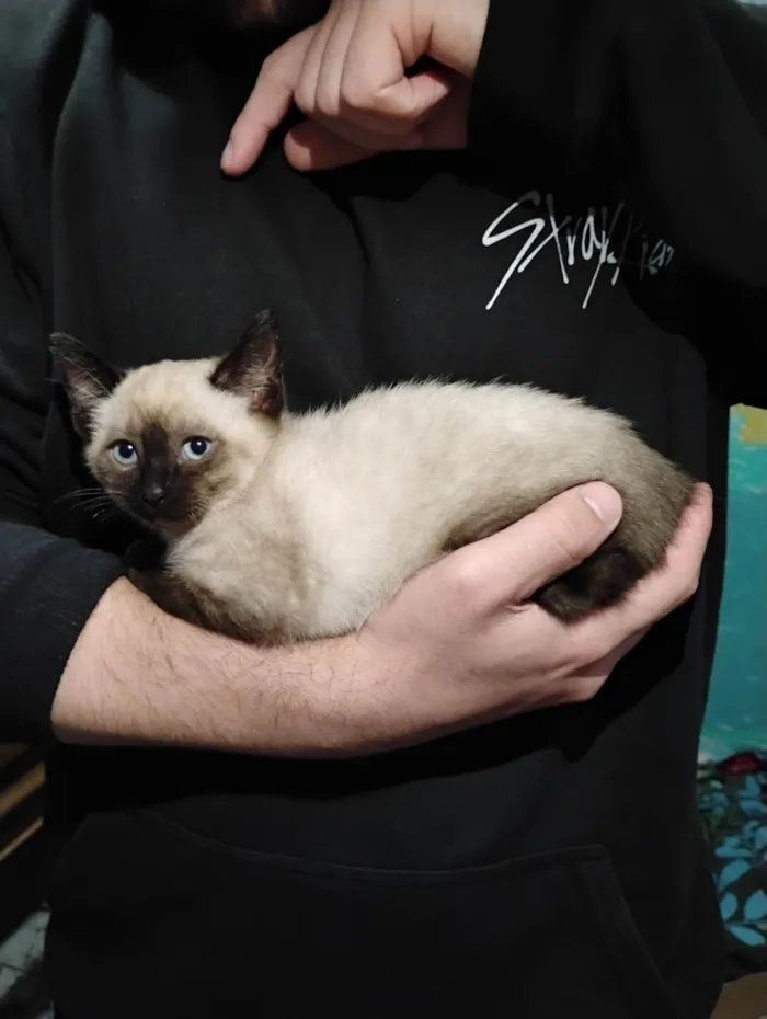 Gato ra a Siamês idade 2 a 6 meses nome Filhotinho Siamês 