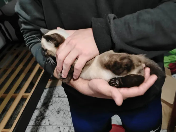 Gato ra a Siamês idade 2 a 6 meses nome Filhotinho Siamês 