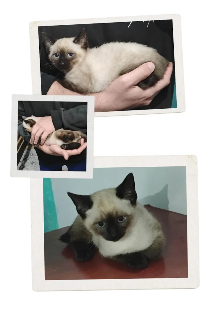 Gato ra a Siamês idade 2 a 6 meses nome Filhotinho Siamês 