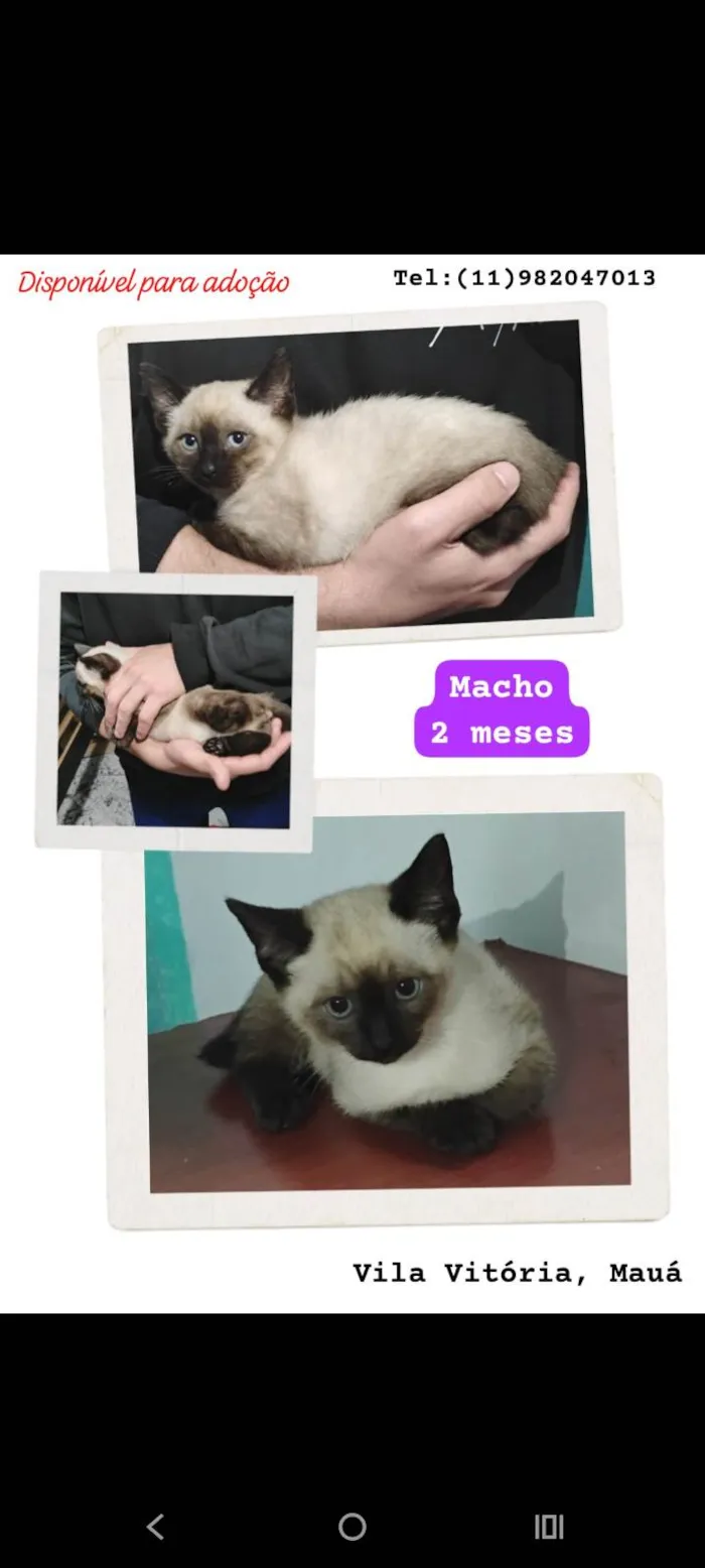 Gato ra a Siamês idade 2 a 6 meses nome Filhotinho Siamês 