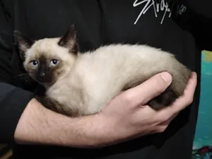 Gato raça Siamês idade 2 a 6 meses nome Filhotinho Siamês 