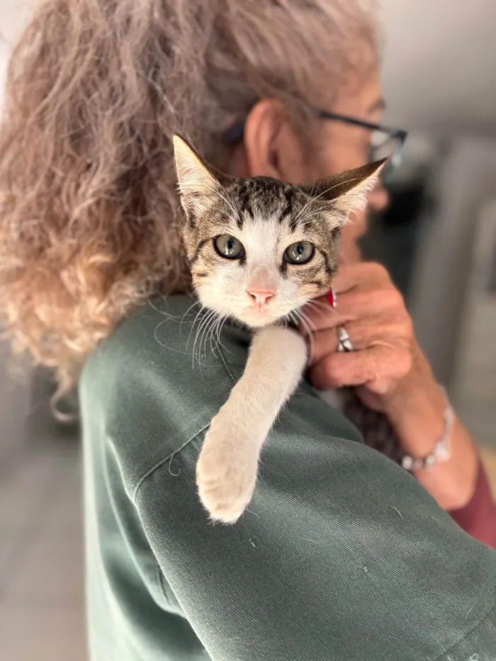 Gato ra a SRD-ViraLata idade 2 a 6 meses nome Petisco