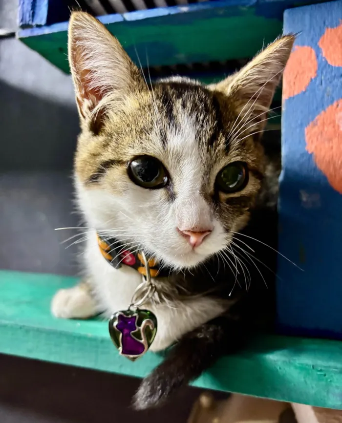 Gato ra a SRD-ViraLata idade 2 a 6 meses nome Petisco