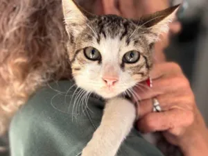 Gato raça SRD-ViraLata idade 2 a 6 meses nome Petisco