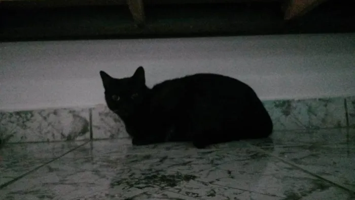 Gato ra a SRD-ViraLata idade 1 ano nome Ágatha, a gata