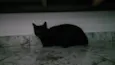 Ágatha, a gata