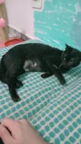 Ágatha, a gata