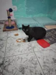 Ágatha, a gata