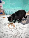 Ágatha, a gata