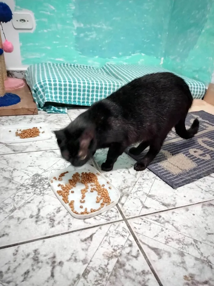 Gato ra a SRD-ViraLata idade 1 ano nome Ágatha, a gata