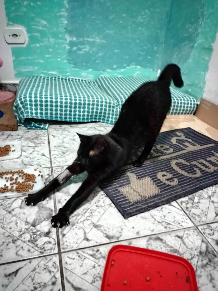 Gato ra a SRD-ViraLata idade 1 ano nome Ágatha, a gata