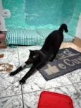 Ágatha, a gata