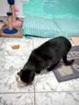 Ágatha, a gata