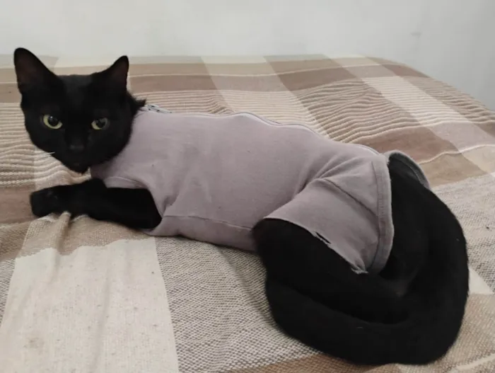 Gato ra a SRD-ViraLata idade 1 ano nome Ágatha, a gata