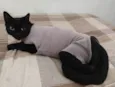 Ágatha, a gata
