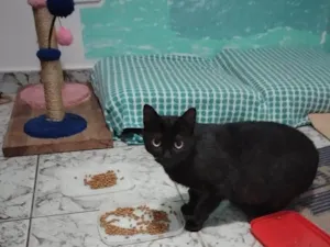 Gato raça SRD-ViraLata idade 1 ano nome Ágatha, a gata