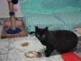Ágatha, a gata