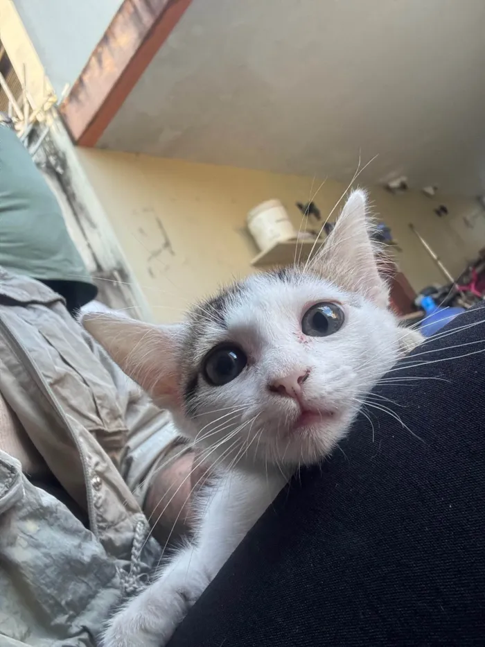 Gato ra a SRD-ViraLata idade 2 a 6 meses nome Zoe