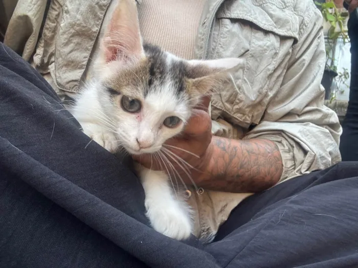 Gato ra a SRD-ViraLata idade 2 a 6 meses nome Zoe