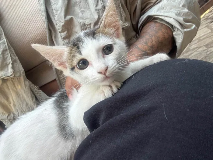Gato ra a SRD-ViraLata idade 2 a 6 meses nome Zoe