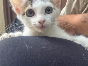 Gato raça SRD-ViraLata idade 2 a 6 meses nome Zoe