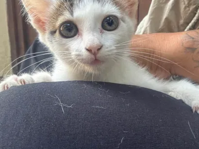 Gato raça SRD-ViraLata idade 2 a 6 meses nome Zoe
