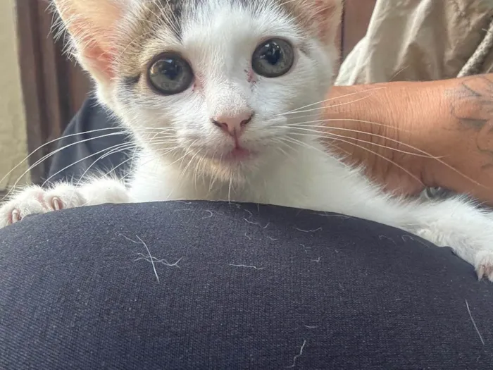 Gato ra a SRD-ViraLata idade 2 a 6 meses nome Zoe