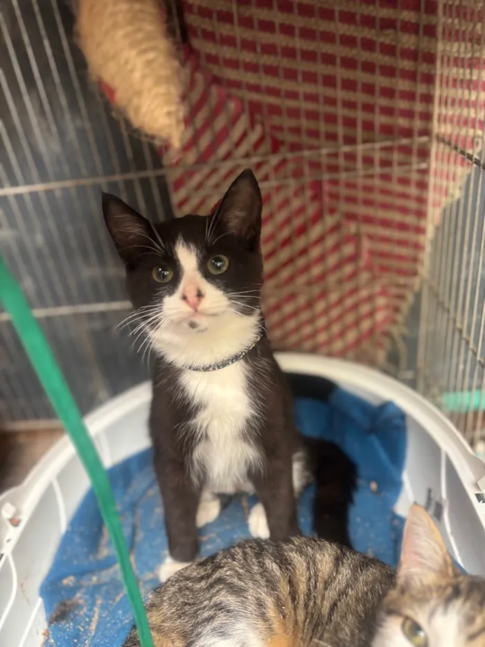 Gato ra a SRD-ViraLata idade 2 a 6 meses nome Théo