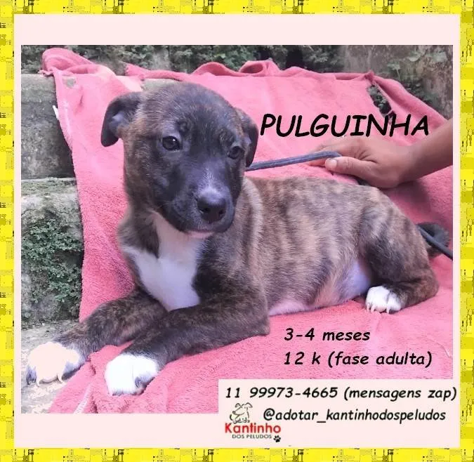 Cachorro ra a SRD-ViraLata idade 2 a 6 meses nome Pulguinha