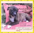 Pulguinha
