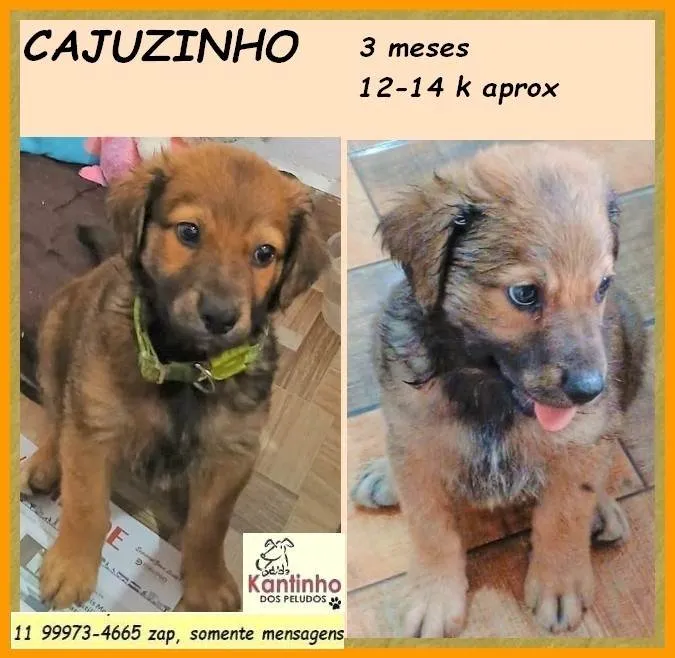 Cachorro ra a SRD-ViraLata idade 2 a 6 meses nome Cajuzinho
