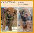 Cajuzinho