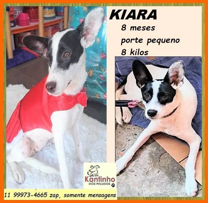 Cachorro ra a SRD-ViraLata idade 7 a 11 meses nome Kiara
