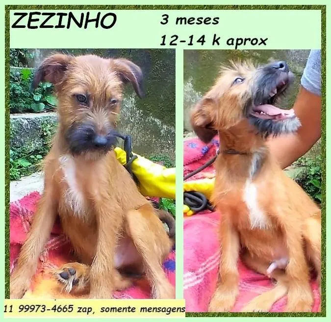 Cachorro ra a SRD-ViraLata idade 2 a 6 meses nome Zezinho