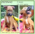 Zezinho