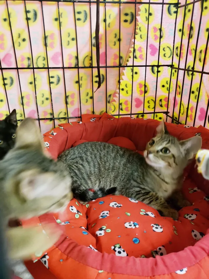 Gato ra a SRD-ViraLata idade 2 a 6 meses nome Jean Grey