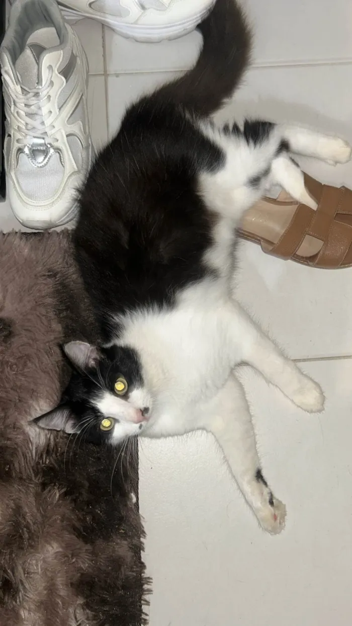 Gato ra a SRD-ViraLata idade 7 a 11 meses nome Lily