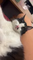 Lily