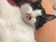 Lily