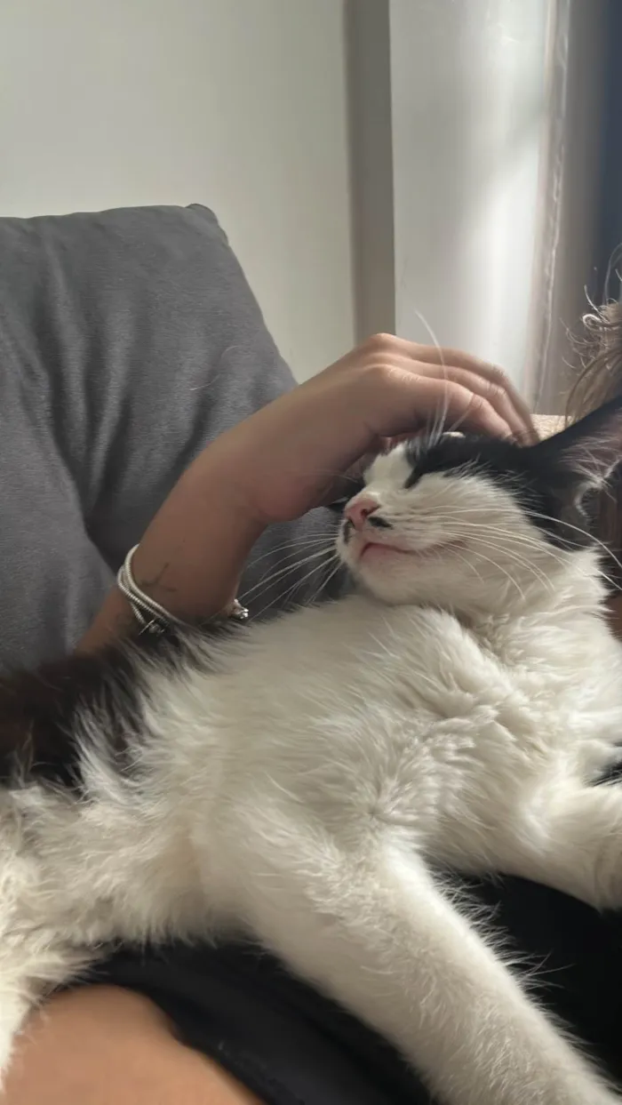 Gato ra a SRD-ViraLata idade 7 a 11 meses nome Lily