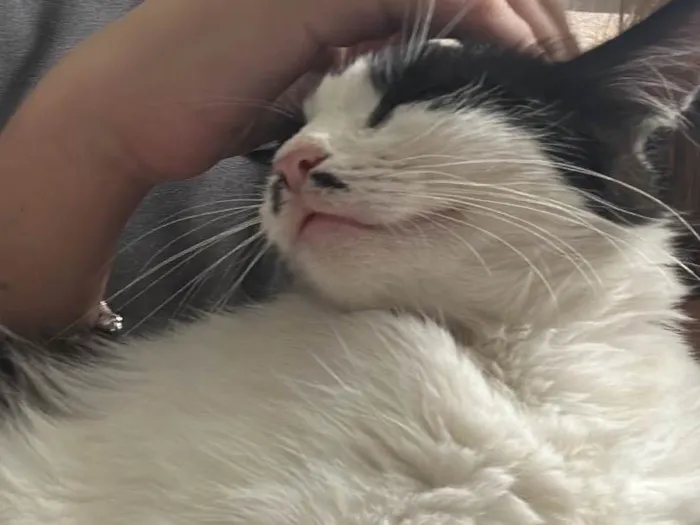 Gato ra a SRD-ViraLata idade 7 a 11 meses nome Lily