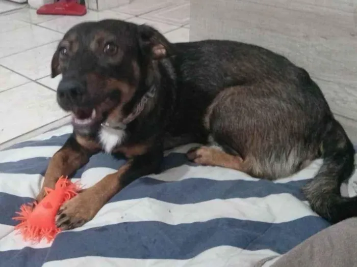 Cachorro ra a SRD-ViraLata idade 2 a 6 meses nome Fêmea Urgente