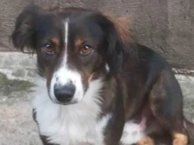 Cachorro ra a SRD-ViraLata idade 2 a 6 meses nome Porte P Urgente